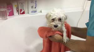 Maltese Terrier Yikama Youtube
