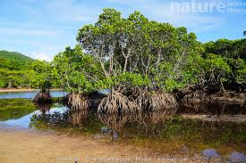 Image result for Rhizophora mucronata