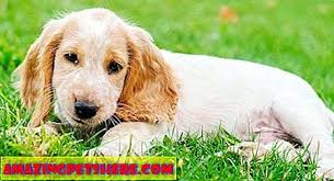 M 140 M Isimlerle Baslayan Kopek Isimleri Pooch Unuz Icin Mukemmel Sozluk 2020