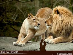 Fond D Ecran Lion Et Lionne · colour lithograph · 4.65 megapixel · id de la peinture: fond d ecran lion et lionne