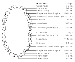 Are you concerned that your kids baby teeth aren't coming in normally? Baby Teeth Eruption Charts American Dental Association