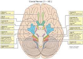 12 Cranial Nerves Blog 12 Cranial Cranial Nerves Nerve Brain Images