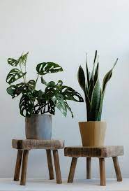Plant Pot Stand Pair Etsy In 2021 Wooden Plant Pots Rustic Plant Stand Potted Plants