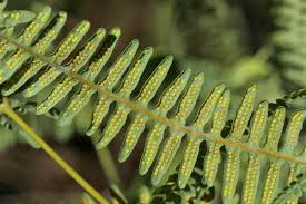 Image result for Dicranolepis