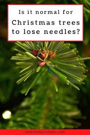 They collect money and sing traditional christmas songs or carols. Is It Normal For Christmas Trees To Lose Needles Gardening Channel