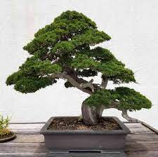 Learn about nine popular types, including japanese maple, miniature jade, and juniper. 9 Trees That Make Good Bonsai Specimens