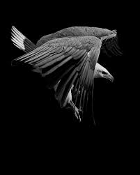 Bird Portraits By Gary Heery A Kind Of Controlled Spontaneity In Pictures Black And White Birds Wild Photography Owl Pictures