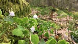 Very informative detailed information on wood anatomy with good explanations of all the woody jargon. Wood Sorrel The Wildlife Trusts
