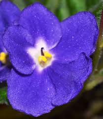 Humako Jasmine A Standard Dutch African Violet Blue With White Center African Violets African Violets Plants Violet Flower