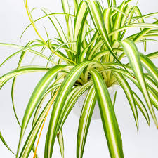 Image result for Chlorophytum