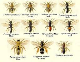 Solitary Bees