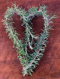 Image result for Rosmarinus officinalis