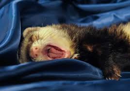 Here's some guidance on how to save up to £75 on your ferret passport! The Costs Of Owning A Ferret Tischman Pets