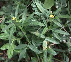 Image result for Stylosanthes guianensis