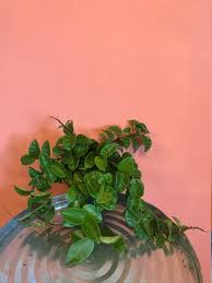 If your plant is endangered or protected, you can't ship it! Pin On Kamerplanten
