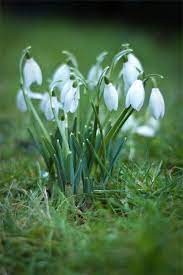 Flowers Afbeelding Spring Flowers Beautiful Flowers White Gardens