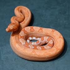 Image result for Phaulopsis sangana