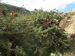 Image result for Phragmanthera