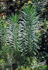 Image result for Euphorbia platyrrhiza