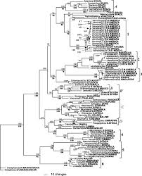 Image result for Bothriocline ugandensis