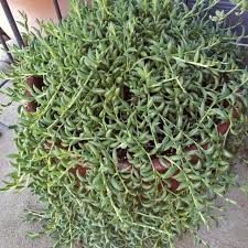 Image result for Coccinia senensis