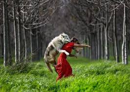 Image result for wolves