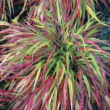 Visit Us To Learn More About Our Beni Kaze Japanese Forest Grass Slender Bright Green Softly Flowing Japanese Forest Grass Japanese Forest Perennial Plants