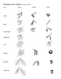 Deciduous Tre Guide Do A Unit On Tree Identification And Collect Leaves To Put In A Lapbook O Tree Identification Tree Leaf Identification Leaf Identification