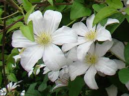 Clematis huldine is known for incredible floral displays and a vigorous growth habit. Clematis Huldine Brushwood Nursery Clematis Specialists