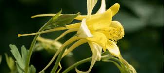 We've included all types of flowering plants found growing wild including annuals, perennials, shrubs, trees and cacti. Add Color To Your Yard With Texas Winter Flowers Abc Blog