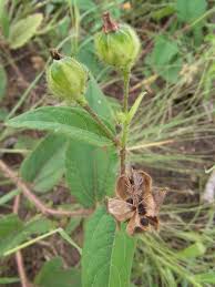 Image result for Hibiscus micranthus