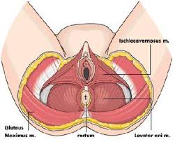 Video cara senam kegel pria ini akan memandu anda bagaimana cara latihan. Senam Kegel 2 Kegunaan Dik S Weblog