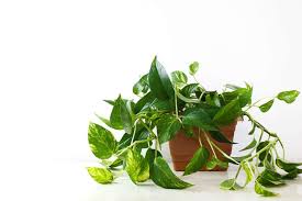 It does need damp soil to flourish. Indoor Plants For Clean Air Sutherlands Blog