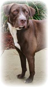 Learn more about homeward bound animal rescue in mechanicsburg, pa, and search the available pets they have up for adoption on petfinder. 570 Ideas De Rescue Adopt Save A Dog Perros Animales Perros Frases