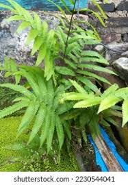 Image result for Pneumatopteris