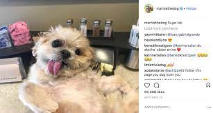 Are You Following The 10 Most Famous Dogs Of Instagram