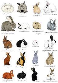 Wall Art Types Of Rabbits By Katherine Blower Premium Poster A4 21 X 30 Cm Photocircle Net Rabbit Art Rabbit Illustration Rabbit Breeds