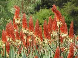 Aloe Venus World Of Succulents Blooming Succulents Flowering Succulents Succulents