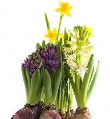 They are popular for indoor flowers at christmas. Beat The Winter Blues Start Indoor Bulbs For Showy Spring Pots Belle Fiori