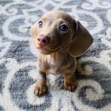 Miniature dachshund puppies for sale wisconsin. Mini Miniature Dachshund Puppies For Sale 50 Off Prices