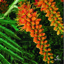 Image result for Vigna racemosa