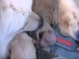 Gestation Period Of Japanese Spitz Christening Outfits Baby Boy