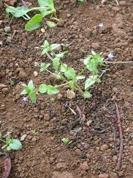 Image result for Anagallis gracilipes