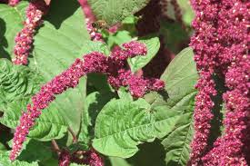 Image result for Amaranthus blitum