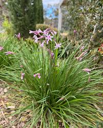 Image result for Tulbaghia fragrans