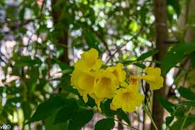 Image result for Bignoniaceae