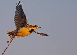 Birds Of Western New York State Western Meadowlark 1 Cat Photography State Birds Black Cat