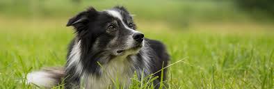 Smooth collie puppies and older dogs for sale in the uk and europe. Welcome Bctgb