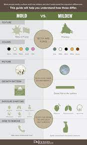 Mold Allergy Symptoms Testing And Natural Treatment Drjockers Com