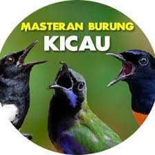 Maybe you would like to learn more about one of these? Masteran Murai Batu Kacer Cucak Ijo Lovebird V Twitter Download Wallpaper Keren Hp 128 X 160 Px Bagi Kamu Yang Bosan Dengan Tampilan Wallpaper Pada Hp Dengan Layar 12 Http T Co Normmygr